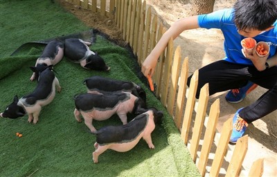 Ko jūs darītu, ja jūrascūciņa saņemtu karstuma dūrienu?